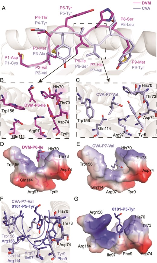 Switchable bulged conformation of HLA-A*2601 presenting peptides.