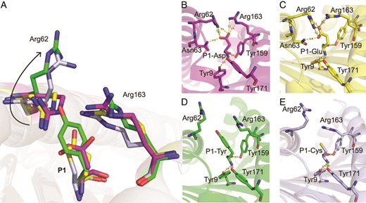 Closed and open conformation for the P1 anchors within the HLA-A*2601 pocket A.