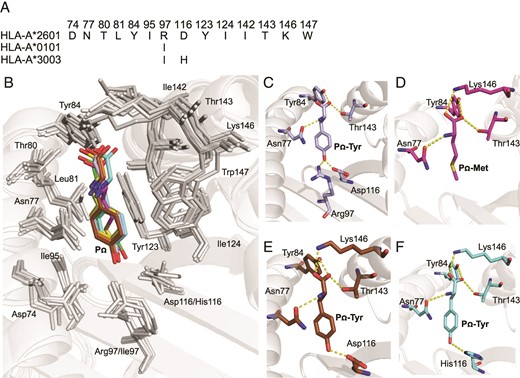 Conserved pocket F binding preference between HLA-A*2601 and HLA-A*0101.