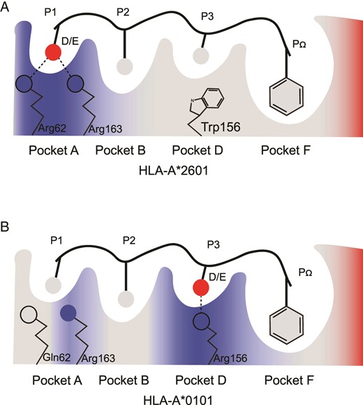 Peptide presenting model by HLA-A*2601 and HLA-A*0101.