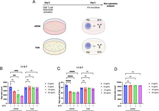 TCM prevent anti-CD3/anti-CD19 BiTE redirected tumor cell killing.