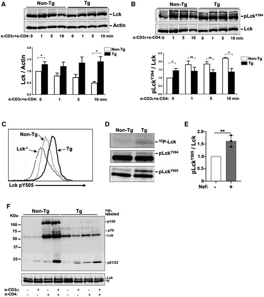 Higher Lck, pLckY394, and DPho-Lck constitutive levels, but impaired Lck degradation and activation in stimulated Nef Tg thymocytes. Isolated total thymocytes of Nef Tg and non-Tg mice were stimulated or not with anti-CD3ε or anti-CD4 or both anti-CD3ε+anti-CD4 Abs, for different times (0 to 10 min), as indicated, at 37 °C and analyzed. (A, B) Levels of total Lck proteins (A) or active phosphorylated Lck (pLckY394) (B) were determined respectively with anti-Lck (3A5) or anti-SrcpY416 (upper panels) Ab by Western blotting. Membranes were stripped and reacted with anti-actin (A) or anti-Lck (B) Ab (lower panels). For quantification (graphs), the intensities of Lck and pLckY394 were evaluated relative to those of actin or Lck, respectively, and compared to those in non-Tg mice (value = 1). Results from a single experiment are presented in panels A and B, and the same Western blot with anti-Lck Ab is shown in upper panel A and lower panel B, for clarity. Statistical comparisons were performed using the Student’s t test with data pooled from 3 independent experiments. *P < 0.05; ns, not significant. (C) Detection of LckpY505 levels. FACS analysis of unstimulated thymocytes from non-Tg (grey) and Nef Tg (black) mice. Cells were labeled with anti-CD4 and anti-CD8 Abs for extracellular cell surface staining and with phospho-specific anti-LckpY505 Ab for intracellular staining. Graph shows LckpY505-positive cells after gating on CD4+ T cells. Thymocytes from Lck-deficient non-Tg mice were used as negative controls. Note the enhanced levels of pY505 staining in Nef Tg thymocytes. Representative of 2 independent experiments. (D, E) Detection of DPho-Lck active form in Nef Tg and non-Tg thymocytes. Lck was first immunoprecipitated from unstimulated thymocyte extracts with anti-Lck, followed by a second immunoprecipitation with anti-pY505 Ab, and then analyzed in Western blot with anti-pY394 or anti-pY505 Ab and compared with 32P-Lck levels from IVKA from the same immunoprecipitates (D). For quantification (E), the intensity of the p-LckY505 band was evaluated relative to that of the total Lck band (ratio p-LckY505/Lck) and compared to that in non-Tg extract (value = 1). Data pooled from 3 independent experiments. Statistical comparison was performed using the Student’s t test, **P < 0.01. (F) Lck tyrosine kinase activity in unstimulated (–) and stimulated (+) (5 min) Tg and non-Tg thymocytes. Total protein extracts were reacted with anti-Lck (3A5) Ab and immunoprecipitates used for IVKA at room temperature. Proteins were run on SDS-PAGE and transferred to membrane for detection of 32P-labeled proteins (upper panel) and for Western blotting with rabbit polyclonal anti-Lck Ab (lower panel). Representative experiment out of 3 performed.