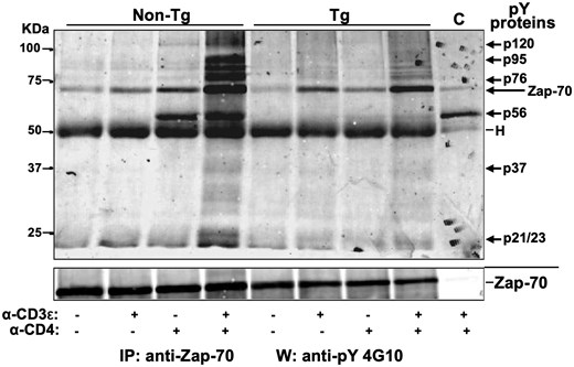 Nef prevents binding of tyrosine phosphorylated partners to Zap-70. Total thymocytes of Nef Tg and non-Tg mice were subjected (+) or not (–) to stimulation with anti-CD3ε or anti-CD4 or both anti-CD3ε+anti-CD4 Abs for 5 min at 37 °C. Cell extracts were immunoprecipitated with rabbit polyclonal anti-Zap-70 Ab (same extracts as in Figs. 5A and 5B) and the phosphorylated proteins co-immunoprecipitating with Zap-70 were analyzed in Western blot with anti-pY 4G10 Ab (upper panel). For protein loading, membrane was stripped and reacted with anti-Zap-70 (99F2) Ab (lower panel). Representative data for one out of three independent experiments are shown. C, control representing anti-Lck immunoprecipitates from non-Tg thymocytes reacted with anti-pY G410 Ab in Western blot. Note that the pY-Zap-70 band shown in upper panel is the same as the one shown in Fig. 5A after being cropped. The lower panel (Zap-70) is also the same as the one in Fig. 5A and Fig. 5B, because the experiment was done on the same extracts.