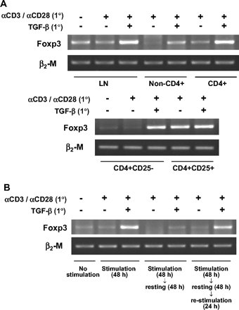 TGF-β-mediated Foxp3 induction in CD4+CD25− T cells. (A) LN cells from C57BL/6 mice were sorted into CD4+ and non-CD4+ T cells and the CD4+ T cells were further separated into CD25− and CD25+ cells. Whole LN cells and the purified cell populations were stimulated in the presence or absence of 5 ng/ml TGF-β for 48 h and assayed by RT and non-saturating PCR using Foxp3- or β2M-specific primers. (B) LN cells were stimulated, rested, and restimulated as described in Methods. At each of the indicated times, they were subjected to RT and non-saturating PCR. A representative of two independent experiments is shown.