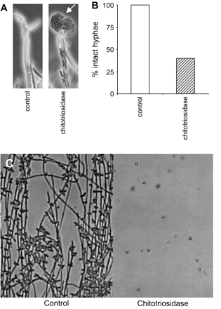 In vitro anti-fungal activity of recombinant human chitotriosidase. (A) Left panel, control hyphae: right panel, recombinant human chitotriosidase (100 μg ml−1)-induced hyphal tip lysis in Mucor rouxii, see arrow head. (B) Graph of quantification of tip lysis in hypotonic environment after incubation with recombinant human chitotriosidase. (C) Recombinant human chitotriosidase (1 mg ml−1) blocks formation of hyphae in Candida albicans. Control-grown C. albicans (left panel), or in the presence of chitotriosidase (right panel).