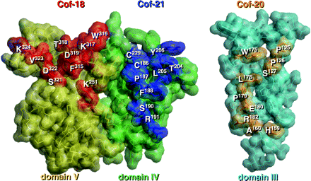 Epitopic structures recognized by mouse anti-β2-GPI mAbs, Cof-18, Cof-20 and Cof-21. All antigenic regions for Cof-18, Cof-21 and Cof-20 were present on the outer surface of domains V, IV and III, respectively. Each amino acid residue composed of these epitopes is displayed by a bold stick and space-filling model with a residue number and the others by a light stick and space-filling model. The correspondences of the deduced amino acid sequences from the phage-displayed peptide libraries and epitopic regions on the β2-GPI molecule are summarized in Table 2.