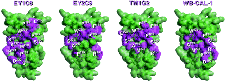 Antigenic regions for auto-antibodies, i.e. EY1C8, EY2C9, TM1G2 and WB-CAL-1 mAbs were present in domain IV. Each amino acid residue composed of these epitopes is colored violet with a residue number and the others by green. Correspondences of the deduced amino acid sequences from the phage-displayed peptide libraries and epitopic regions on the β2-GPI molecule are summarized in Table 1.