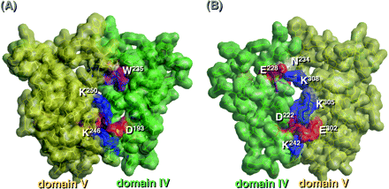 Interaction of domains IV and V. (A) A space-filling model of domains IV–V is shown from one direction (left) and from another one (right) and the structure of each domain is displayed in different colors: domain IV, blue; domain V, yellow.