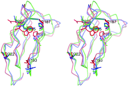 Superimposed stereo view of domain IV structures of X-ray, IV–V interacted and ‘triple’ mutated models. Three domain IVs of the X-ray structure, the IV–V model and its triple mutation were superimposed using their main-chain atoms, and backbone smooth lines were colored blue, red and green, respectively. Each W235, P187, P189, 193rd, 222nd and 228th residue was also described by the stick model in the same color scheme, with their residue names and numbers (only IV–V model) written in white. The side chains of P187 and P189 were close to the side chain of W235 by hydrophobic interaction.
