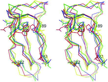 Location of W235 predicted by molecular modeling. A stereoscopic superimposed view of Cα trace of domain IV in the X-ray structure (blue), the predicted domain IV–V model (red), the V-mutated model (green), or the nicked model (yellow) was shown with each structure of D (V)193, D (V)222, E (V)228, W235 and P189.