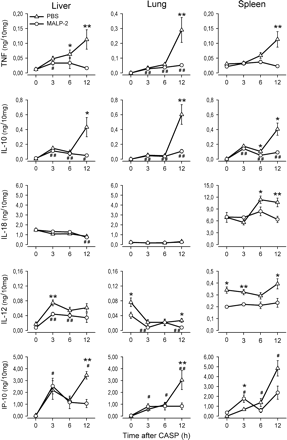 Diminished cytokine levels in peripheral organs of MALP-2-treated mice during septic peritonitis. Mice were pre-treated with MALP-2 (circles) or PBS (triangles) 4 days before CASP. Lung, liver and spleen were removed either from mice prior to CASP (0 h) or from mice 3, 6 and 12 h after CASP after extensive perfusion with PBS. Organs were homogenized and protein extracts were prepared. The content of TNF, IL-10, IL-12p40, IL-18 and IP-10 was measured by ELISA. In each sample, cytokine levels were normalized against the total protein concentration. Results are derived from 8–12 mice per group and time point. *P < 0.05 and **P < 0.001 (MALP-2-treated mice versus controls), #P < 0.05 and ##P < 0.001 (MALP-2-treated mice at 0 h versus later time points).