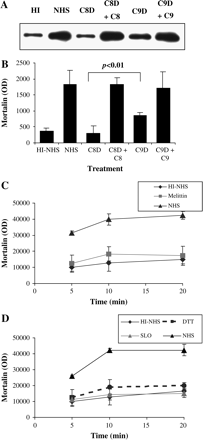 Mortalin secretion is induced by C5b–9 and not by melittin and SLO. (A and B) K562 cells were treated with anti-K562 antibody followed by NHS, HI-NHS (HI), C8-deficient serum (C8D) or C8D mixed with 55 μg ml−1 C8 (C8D + C8), C9-depleted serum (C9D) or C9D mixed with 60 μg ml−1 C9 (C9D + C9). After 10 min at 37°C, the cells were washed and incubated for 10 min at 37°C. Supernatants were collected and analyzed by SDS-PAGE and western blotting with anti-mortalin antibodies. Densitometric analysis of three independent experiments is shown in B. (C) K562 cells were treated with a sub-lytic dose of melittin (70 μM) or with PBS as control. After 10 min at 37°C, they were washed and incubated for different times at 37°C. Supernatants were collected and analyzed by SDS-PAGE and western blotting with anti-mortalin antibodies. Densitometric analysis of three independent experiments is shown. (D) Cells were treated with sub-lytic SLO (900 units ml−1) or with DTT as control. After 10 min at 37°C, they were washed and incubated for different times at 37°C. Supernatants were collected and analyzed by SDS-PAGE and western blotting with anti-mortalin antibodies. Densitometric analysis of three independent experiments is shown. Cells treated with NHS or HI-NHS were also included in C and D, as described for A. Statistical analyses indicated a significant (P < 0.01) difference between the NHS, C8D + C8 and C9D + C9 groups and the HI-NHS, C8D and C9D groups, respectively.