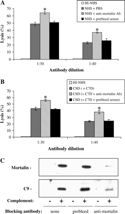 Anti-mortalin antibodies promote cell death by C5b–9. (A) K562 cells were treated with anti-mortalin antibodies or a pre-bleed serum (diluted 1 : 500) mixed with anti-K562 antibodies (diluted 1 : 30 or 1 : 40) and then with NHS or HI-NHS. After 60 min at 37°C, cell lysis was determined by Trypan blue exclusion. Results are representative of three independent experiments. (B) K562 cells were treated with anti-K562 antibodies (diluted 1 : 30 or 1 : 40) and C8D (or HI-NHS as negative control). After 15 min at 37°C, the cells were washed and mixed with C7-deficient human serum (C7D) containing 20 mM EDTA (or HI-NHS and EDTA). The C7D was pre-mixed with anti-mortalin antibodies (1 : 500) or pre-bleed serum (or buffer control). Cell lysis was determined as described above. *P < 0.01 between groups with anti-mortalin antibodies and pre-bleed serum. (C) K562 cells were treated or not (none) with anti-mortalin antibodies or a pre-bleed serum (diluted 1 : 500) mixed with anti-K562 antibodies and then with NHS (+complement) or HI-NHS (−complement). After 10 min at 37°C, the cells were washed and incubated for 10 min at 37°C. Supernatants were collected and analyzed by SDS-PAGE and western blotting with mortalin or C9 antibodies. Results are representative of three independent experiments.