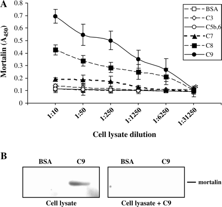 Mortalin binds to C9, C8 and C7. (A) C9, C8, C7, C5b,6, C3 or BSA bound to microtiter plate (0.5 μg per well) were incubated with K562 cell lysate (40 × 106 cells ml−1 lysis buffer) diluted 1 : 5 to 1 : 31250. The wells were then washed, treated with anti-mortalin antibodies and peroxidase-labeled second antibody, developed with o-phenylenediamine and analyzed in an ELISA reader (see Methods). Results are representative of five independent experiments. Differences between the C9 and the C8 wells and between them and the C7 wells were significant (P < 0.01) at lysate dilutions 1 : 5 to 1 : 6250. Differences between the C7 wells and the BSA wells were significant (P < 0.01) at lysate dilution 1 : 5 to 1 : 250. (B) C9 and BSA (5 μg each) were subjected to SDS-PAGE and transferred to a nitrocellulose membrane. The membrane was then incubated with K562 cell lysate pre-mixed with PBS (Cell lysate) or with 5 μg ml−1 C9 (Cell lysate + C9). Protease inhibitors cocktail was included to block proteases in cell lysate. Membranes were then washed and analyzed by western blotting with anti-mortalin antibodies. Results are representative of three independent experiments.