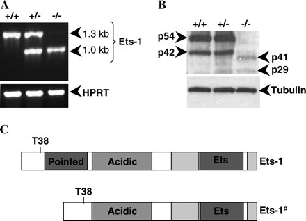 Ets-1 gene-targeted mice express a hypomorphic allele of Ets-1. (A) RT–PCR amplification of cDNA derived from purified B cells using primers flanking the Ets-1 open reading frame or primers specific for the hypoxanthine phosphoribosyl transferase (HPRT) internal control. (B) Western blot analysis of protein isoforms in wild-type, heterozygous and homozygous Ets-1 mutant thymocytes using an antibody specific for the C-terminus of Ets-1. The membrane was stripped and reprobed with an anti-β-tubulin antibody to confirm equal loading of the lysates. (C) Predicted protein product of the mutant Ets-1 locus. The mutant protein contains the Erk phosphorylation site (T38), the acidic activation domain (acidic), the autoinhibitory domains (light gray boxes flanking the Ets domain) and the Ets DNA-binding domain, but lacks the Pointed domain (Pointed).