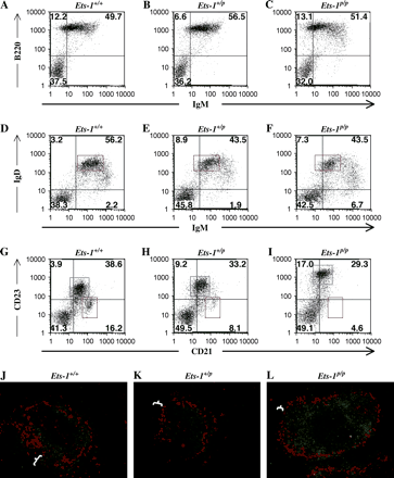 B cell development is altered in Ets-1p/p mice. (A–C) Spleen cells were stained with fluorescent antibodies to B220 and IgM and analyzed by flow cytometry. (D–F) Spleen cells were stained with fluorescent antibodies to IgM and IgD and analyzed by flow cytometry. Mature B cells are indicated by the red box. (G–I) Spleen cells were stained with fluorescent antibodies to CD21 and CD23 and analyzed by flow cytometry. Marginal zone B cells are indicated by the red box and follicular B cells are indicated by the blue box. (J–L) Immunofluorescent staining of B cells (anti-CD22, green) and metallophilic macrophages (anti-Moma-1, red) shows that Ets-1p/p mice have fewer marginal zone B cells (denoted by the white markers), which are normally found surrounding the metallophilic macrophages.