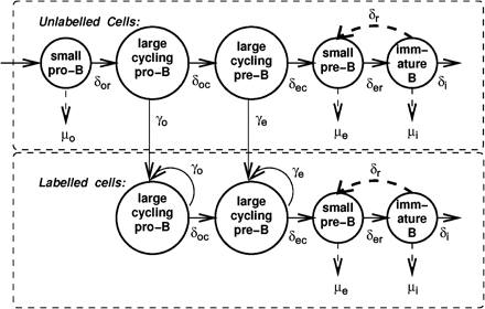 Model of developing B cell populations including BrdU labeling. All dividing cells are assumed to be labeled. Cell subsets and parameters represented in our model are shown (see Methods for details).