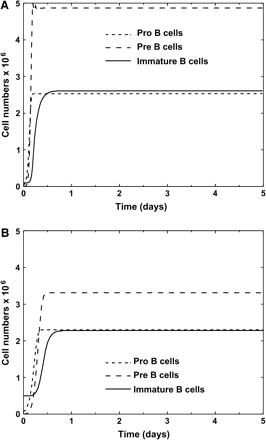 Steady-state cell numbers obtained in a simulation of the bone marrow population model which fits well with Witte's data. (A) Young mice, (B) old mice. The parameters used are the following, which are within the ranges given in Table 2; the superscripts y and o denote parameters for young and old mouse bone marrow, respectively, and ‘/tu’ means per simulation time unit (of 6 h): Sy = 50 000 cells/tu, So = 80 000 cells/tu, \batchmode \documentclass[fleqn,10pt,legalpaper]{article} \usepackage{amssymb} \usepackage{amsfonts} \usepackage{amsmath} \pagestyle{empty} \begin{document} \(K_{\mathrm{o}}^{\mathrm{y}}\) \end{document} = \batchmode \documentclass[fleqn,10pt,legalpaper]{article} \usepackage{amssymb} \usepackage{amsfonts} \usepackage{amsmath} \pagestyle{empty} \begin{document} \(K_{\mathrm{o}}^{\mathrm{o}}\) \end{document} = 3 × 106 cells, \batchmode \documentclass[fleqn,10pt,legalpaper]{article} \usepackage{amssymb} \usepackage{amsfonts} \usepackage{amsmath} \pagestyle{empty} \begin{document} \(K_{\mathrm{e}}^{\mathrm{y}}\) \end{document} = 5.2 × 106 cells, \batchmode \documentclass[fleqn,10pt,legalpaper]{article} \usepackage{amssymb} \usepackage{amsfonts} \usepackage{amsmath} \pagestyle{empty} \begin{document} \(K_{\mathrm{e}}^{\mathrm{o}}\) \end{document} = 3.6 × 106 cells, \batchmode \documentclass[fleqn,10pt,legalpaper]{article} \usepackage{amssymb} \usepackage{amsfonts} \usepackage{amsmath} \pagestyle{empty} \begin{document} \(\mathrm{{\mu}}_{\mathrm{o}}^{\mathrm{y}}\) \end{document} = 0.8/tu, \batchmode \documentclass[fleqn,10pt,legalpaper]{article} \usepackage{amssymb} \usepackage{amsfonts} \usepackage{amsmath} \pagestyle{empty} \begin{document} \(\mathrm{{\mu}}_{\mathrm{o}}^{\mathrm{o}}\) \end{document} = 0.7/tu, \batchmode \documentclass[fleqn,10pt,legalpaper]{article} \usepackage{amssymb} \usepackage{amsfonts} \usepackage{amsmath} \pagestyle{empty} \begin{document} \(\mathrm{{\delta}}_{\mathrm{or}}^{\mathrm{y}}\) \end{document} = 0.95/tu, \batchmode \documentclass[fleqn,10pt,legalpaper]{article} \usepackage{amssymb} \usepackage{amsfonts} \usepackage{amsmath} \pagestyle{empty} \begin{document} \(\mathrm{{\delta}}_{\mathrm{or}}^{\mathrm{o}}\) \end{document} = 1.0/tu, \batchmode \documentclass[fleqn,10pt,legalpaper]{article} \usepackage{amssymb} \usepackage{amsfonts} \usepackage{amsmath} \pagestyle{empty} \begin{document} \(\mathrm{{\gamma}}_{\mathrm{o}}^{\mathrm{y}}\) \end{document} = \batchmode \documentclass[fleqn,10pt,legalpaper]{article} \usepackage{amssymb} \usepackage{amsfonts} \usepackage{amsmath} \pagestyle{empty} \begin{document} \(\mathrm{{\gamma}}_{\mathrm{o}}^{\mathrm{o}}\) \end{document} = 1.2/tu, \batchmode \documentclass[fleqn,10pt,legalpaper]{article} \usepackage{amssymb} \usepackage{amsfonts} \usepackage{amsmath} \pagestyle{empty} \begin{document} \(\mathrm{{\delta}}_{\mathrm{oc}}^{\mathrm{y}}\) \end{document} = 0.2/tu, \batchmode \documentclass[fleqn,10pt,legalpaper]{article} \usepackage{amssymb} \usepackage{amsfonts} \usepackage{amsmath} \pagestyle{empty} \begin{document} \(\mathrm{{\delta}}_{\mathrm{oc}}^{\mathrm{o}}\) \end{document} = 0.3/tu, \batchmode \documentclass[fleqn,10pt,legalpaper]{article} \usepackage{amssymb} \usepackage{amsfonts} \usepackage{amsmath} \pagestyle{empty} \begin{document} \(\mathrm{{\gamma}}_{\mathrm{e}}^{\mathrm{y}}\) \end{document} = 1.3/tu, \batchmode \documentclass[fleqn,10pt,legalpaper]{article} \usepackage{amssymb} \usepackage{amsfonts} \usepackage{amsmath} \pagestyle{empty} \begin{document} \(\mathrm{{\gamma}}_{\mathrm{e}}^{\mathrm{o}}\) \end{document} = 0.5/tu, \batchmode \documentclass[fleqn,10pt,legalpaper]{article} \usepackage{amssymb} \usepackage{amsfonts} \usepackage{amsmath} \pagestyle{empty} \begin{document} \(\mathrm{{\delta}}_{\mathrm{ec}}^{\mathrm{y}}\) \end{document} = 0.2/tu, \batchmode \documentclass[fleqn,10pt,legalpaper]{article} \usepackage{amssymb} \usepackage{amsfonts} \usepackage{amsmath} \pagestyle{empty} \begin{document} \(\mathrm{{\delta}}_{\mathrm{ec}}^{\mathrm{o}}\) \end{document} = 0.3/tu, \batchmode \documentclass[fleqn,10pt,legalpaper]{article} \usepackage{amssymb} \usepackage{amsfonts} \usepackage{amsmath} \pagestyle{empty} \begin{document} \(\mathrm{{\mu}}_{\mathrm{e}}^{\mathrm{y}}\) \end{document} = 0.7/tu, \batchmode \documentclass[fleqn,10pt,legalpaper]{article} \usepackage{amssymb} \usepackage{amsfonts} \usepackage{amsmath} \pagestyle{empty} \begin{document} \(\mathrm{{\mu}}_{\mathrm{e}}^{\mathrm{o}}\) \end{document} = 0.1/tu, \batchmode \documentclass[fleqn,10pt,legalpaper]{article} \usepackage{amssymb} \usepackage{amsfonts} \usepackage{amsmath} \pagestyle{empty} \begin{document} \(\mathrm{{\delta}}_{\mathrm{er}}^{\mathrm{y}}\) \end{document} = 1.0/tu, \batchmode \documentclass[fleqn,10pt,legalpaper]{article} \usepackage{amssymb} \usepackage{amsfonts} \usepackage{amsmath} \pagestyle{empty} \begin{document} \(\mathrm{{\delta}}_{\mathrm{er}}^{\mathrm{o}}\) \end{document} = 1.1/tu, \batchmode \documentclass[fleqn,10pt,legalpaper]{article} \usepackage{amssymb} \usepackage{amsfonts} \usepackage{amsmath} \pagestyle{empty} \begin{document} \(\mathrm{{\mu}}_{\mathrm{i}}^{\mathrm{y}}\) \end{document} = 0.08/tu, \batchmode \documentclass[fleqn,10pt,legalpaper]{article} \usepackage{amssymb} \usepackage{amsfonts} \usepackage{amsmath} \pagestyle{empty} \begin{document} \(\mathrm{{\mu}}_{\mathrm{i}}^{\mathrm{o}}\) \end{document} = 0.2/tu, \batchmode \documentclass[fleqn,10pt,legalpaper]{article} \usepackage{amssymb} \usepackage{amsfonts} \usepackage{amsmath} \pagestyle{empty} \begin{document} \(\mathrm{{\delta}}_{\mathrm{i}}^{\mathrm{y}}\) \end{document} = 0.1/tu, \batchmode \documentclass[fleqn,10pt,legalpaper]{article} \usepackage{amssymb} \usepackage{amsfonts} \usepackage{amsmath} \pagestyle{empty} \begin{document} \(\mathrm{{\delta}}_{\mathrm{i}}^{\mathrm{o}}\) \end{document} = 0.2/tu, \batchmode \documentclass[fleqn,10pt,legalpaper]{article} \usepackage{amssymb} \usepackage{amsfonts} \usepackage{amsmath} \pagestyle{empty} \begin{document} \(\mathrm{{\delta}}_{\mathrm{r}}^{\mathrm{y}}\) \end{document} = 0.05/tu, \batchmode \documentclass[fleqn,10pt,legalpaper]{article} \usepackage{amssymb} \usepackage{amsfonts} \usepackage{amsmath} \pagestyle{empty} \begin{document} \(\mathrm{{\delta}}_{\mathrm{r}}^{\mathrm{o}}\) \end{document} = 0.03/tu.