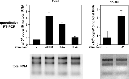 Induction of IL-32 in T cells and NK cells. Purified T cells or NK cells were incubated with either 2 μg ml−1 of coated anti-CD3 antibody or 5 ng ml−1 of PMA and 1 μM of ionomycin (P/io) or 10 ng ml−1 of IL-4 or 10 ng ml−1 of IL-2 for 24 h, and expression of the IL-32 gene was analyzed by quantitative RT–PCR analysis. The copy number was calculated using a standard plasmid. The applied RNA of each sample is depicted. The mean values of three independent experiments are shown.