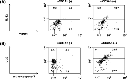 Induction of apoptosis by IL-32 in T cells. (A and B) Purified T cells were incubated with 2 μg ml−1 of coated anti-CD3 antibody for 48 h. Co-expression of either TUNEL and IL-32 (A) and active caspase-3 and IL-32 (B) in unstimulated and stimulated T cells are shown. The inserted figures represent the population of the cells in each region (%).