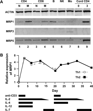MRP1 is expressed in memory T cells and induced by activation. (A) Thirty-five-cycle RT–PCR of mRNA from FACS sorted subsets of human PBMC, and in umbilical cord CD4 T cells upon isolation and after 3 days of stimulation (lanes 8 and 9, respectively) with anti-CD3 and anti-CD28. Lanes 1–4: naive and memory CD4 and CD8 T cells; lanes 5–7, B cells, NK cells and monocytes. (B) MRP1 expression increases and decreases with activation and rest, respectively. Cord CD4 T cells were stimulated with anti-CD3 and anti-CD28 in the presence of IL-2 and polarizing cytokines. The bars at the bottom indicate the duration of cytokines and stimulation. PBMCs were exposed to IL-4 or IL-12 for 7 days, and IL-2 was tapered in the presence of IL-7. Figures are representative of two experiments each.
