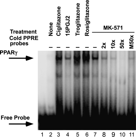 Treatment of PBMCs with MK-571 increases binding of cellular PPARγ to the consensus PPRE element. Nuclear extracts from purified CD4 T cells were exposed to 32P-labeled oligonucleotide coding the consensus PPRE sequence and analyzed by electrophoretic mobility shift assay. CD4 T cells were either not treated (lane 2) or treated for 2 h with synthetic PPARγ ligands (20 μM each, lanes 3, 5 and 6), a natural ligand 15-PGJ2 (5 μM, lane 4) or MK-571 (50 μM) in the absence or presence of unlabeled PPRE oligonucleotide (lanes 7–10), or an unlabeled mutant PPRE oligonucleotide (lane 11). Figure is representative of three experiments.