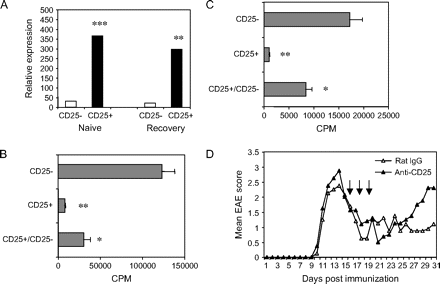 CD4+CD25+ T cells from EAE-recovered mice express Foxp3 and have suppressive activity in vitro. (A) Foxp3 mRNA expression. Total RNA was extracted from CD4+CD25− and CD4+CD25+ cell fractions using RNeasy kit followed by DNase I treatment. Relative expression of Foxp3 was measured and calculated by using real-time PCR as described in Methods (**P < 0.01; ***P < 0.001). (B and C) Suppressive activity of CD4+CD25+ T cells with anti-CD3 or PLP 139–151 stimulation. CD4+CD25− or CD4+CD25+ T cells (2.0 × 105 cells per well) from EAE-recovered mice were purified as described in Methods and cultured either alone or mixed at a 1:1 ratio in the presence of APCs plus stimulation of 0.5 μg ml−1 of anti-CD3 (B) (*P < 0.05; **P < 0.01) or 20 μg ml−1 of PLP 139–151 (C) (*P < 0.05; **P < 0.01). Cells were pulsed with [3H]thymidine 48 h for anti-CD3 or 72 h for PLP 139–151 and these cells were harvested overnight. The results were shown as the mean ± SD of triplicate wells of a representative of three independent experiments. (D) Depletion of CD4+CD25+ cells during recovery exacerbates EAE. SJL mice were immunized with 60 μg of PLP 139–151 in CFA and received two injections of pertussis toxin. The mice were given i.p. either 0.4 mg of rat IgG (open triangles, n = 8) or 0.4 mg of anti-CD25 antibody (filled triangles, n = 8) on days 15, 17 and 19 post-immunization. Animals were scored daily for symptoms of EAE. Data were representative of three independent experiments.