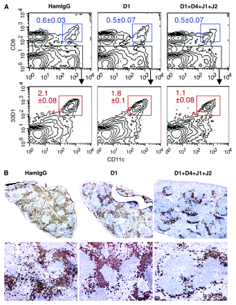 Effect of anti-Dll1 mAb on the maintenance of CD8− DCs. (A) Flow cytometric analysis of CD8+ and CD8− DCs in the spleen of mice treated with control hamster IgG (HamIgG), HMD1-5 (D1) or a mixture of HMD1-5, HMD4-2, HMJ1-29 and HMJ2-1 (D1 + D4 + J1 + J2). CD8− DCs were detected as CD8− gated CD11chigh/33D1+ cells (lower panels). The percentages among whole splenocytes are indicated. Data are represented as the mean ± SD of three mice in each group. (B) Immunohistological analysis of the spleen of mice treated as in (A). Frozen sections were stained with 33D1 mAb in brown. Representatives of three mice in each group. Original magnification: upper panels, ×40; lower panels, ×100.