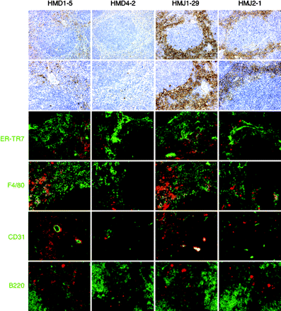Immunohistological analysis for localization of Notch ligands in the spleen. Spleen sections were stained with HMD1-5, HMD4-2, HMJ1-29 or HMJ2-1 (brown or red) and ER-TR7 or mAbs against F4/80, CD31 or B220 (green). Essentially, no staining was observed with control hamster IgG (not shown). Original magnification: top panels, ×100; the others, ×200.