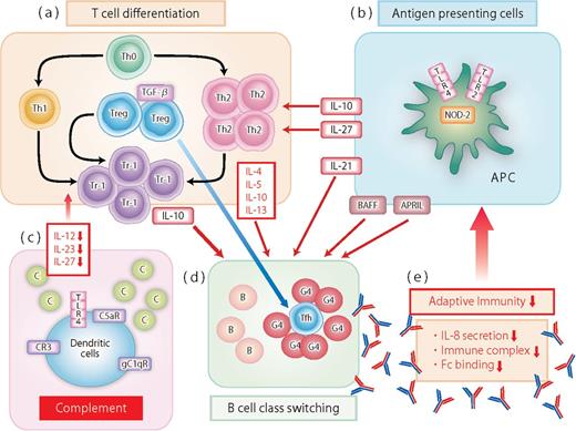 properties cells of t effector acquired in immunity and talk between Cross innate IgG4 RD