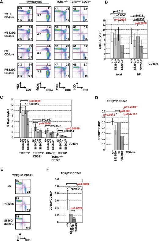 Impaired positive selection and CD8 maturation in Bcl11bF/S826GCD4cre mice. FCM profiles of CD4, CD8, CD24 and TCRβ expression are shown in thymocytes from Bcl11bF/S862GCD4cre, Bcl11bF/+CD4cre, Bcl11b+/S862GCD4cre and Bcl11b+/+CD4cre mice. (A) Left two panels are CD4 versus CD8 and TCRβ versus CD24 in thymocytes, respectively. Right two panels are CD4 versus CD8 in TCRβhigh thymocytes and in mature TCRβhighCD24low thymocytes as indicated above. The percentage is shown in quadrants or gates. (B) The cell number of total and DP thymocytes was analyzed in Bcl11bF/S826GCD4cre (n = 8), Bcl11bF/+CD4cre (n = 10), Bcl11b+/S826GCD4cre (n = 10), and Bcl11b+/+CD4cre (n = 6) mice. (C) The average percentage of cells in quadrants is shown of TCRβhigh thymocytes, TCRβhighCD24low thymocytes, TCRβhighCD24low CD4SP thymocytes and TCRβhighCD24low CD8SP thymocytes. (D) The ratio of CD8SP per CD4SP cells is shown in TCRβhighCD24low thymocytes. Bcl11bF/S826GCD4cre (n = 8), Bcl11bF/+CD4cre (n = 10), Bcl11b+/S826GCD4cre (n = 10) and control Bcl11b+/+CD4cre (n = 6) mice were analyzed. (E) FCM profile of CD4 and CD8 expression in mature TCRβhighCD24low thymocytes from Bcl11bS826G/S826G, Bcl11b+/S826G and control Bcl11b+/+ mice. The percentage in indicated quadrants is shown. (F) The ratio of CD8SP per CD4SP cells in TCRβhighCD24low thymocytes is shown. Bcl11bS826G/S826G (n = 4), Bcl11b+/S826G (n = 4) and control Bcl11b+/+ (n = 4) mice were analyzed. Error bars indicate the standard deviation (SD). Statistical differences were tested by the Student’s t-test, and P values are shown (B–D, F).
