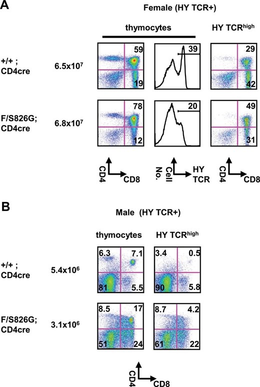 Reduced negative selection in Bcl11bF/S826GCD4cre mice. FCM analysis of thymocytes in Bcl11b+/+CD4cre and Bcl11bF/S826GCD4cre mice expressing the MHC class I-restricted H-Y TCR transgene. (A) Expression of H-Y TCR, CD4 and CD8 is shown in total thymocytes (left) and H-Y TCRhigh thymocytes (middle) of female mice. Total cell number is shown next to genotypes. The percentage of DP and CD8SP thymocytes is shown in quadrants and the percentage of H-Y TCRhigh cells is shown above lines (middle). (B) Expression of H-Y TCR, CD4 and CD8 in male mice: total thymocytes (left) and H-Y TCRhigh thymocytes (right). Total cell number is shown next to genotypes. The percentage of DP and CD8SP thymocytes is shown in quadrants.