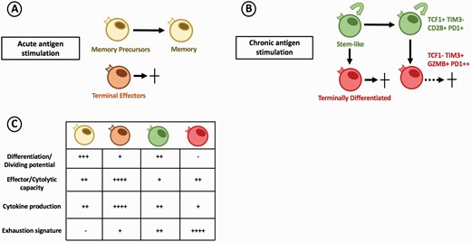 CD8 T-cell exhaustion model in chronic antigen stimulation. (A) At the peak of the T-cell response during acute antigen stimulation, responding CD8 T cells differentiate into a heterogenous effector pool composed of terminal effector and memory precursor cells. Upon antigen clearance, terminal effectors undergo cell death, while memory precursors survive and become functional memory cells. (B) Under chronic antigen stimulation, responding CD8 T cells differentiate into two subsets of PD-1-expressing exhausted CD8 T cells. The stem-like CD8 T-cell (green) maintains self-renewal and proliferative potential helping to sustain the pool of antigen-specific CD8 T cells. Stem-like cells also give rise to terminally differentiated (red) CD8 T cells which contribute to antigen (viral or tumor) control and progressively lose cytolytic function resulting in cell death. (C) Responding CD8 T-cell populations differ in phenotype and function during acute and chronic antigen stimulation.