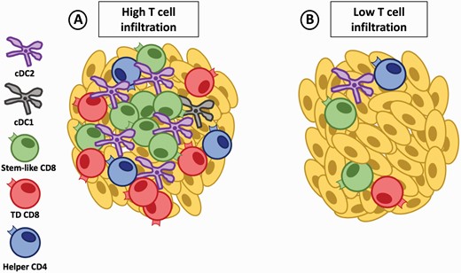 APC niches support the maintenance of stem-like CD8 T cells in the tumor. (A) Tumors with high T-cell infiltration have dense regions of lymphoid-like niches rich in cDC2 and helper CD4 T cells that help to maintain stem-like CD8 T cells. The stem-like CD8 T cells preferentially reside within these lymphoid-like niches while the terminally differentiated (TD) CD8 T cells migrate to the periphery away from the DC-rich environment to undergo their cytolytic function. (B) Tumors with low T-cell infiltration lack dense regions of lymphoid-like structures in the tumor and progressively lose the CD8 T-cell pool potentially because of a failure to maintain the stem-like CD8 T-cell subset.