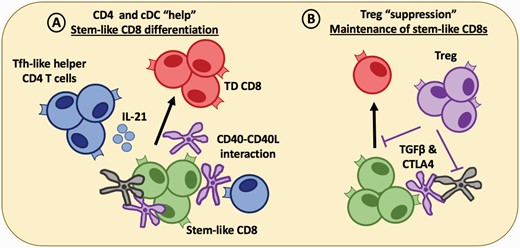 CD4 T cells relay help-signals via DCs that support CD8 T-cell differentiation in the tumor. (A) Within lymphoid-like niches in the tumor, helper Tfh-like CD4 T cells (blue) which also reside within APC-rich zones in the tumor, can license cDC1 (black) or cDC2 (purple) via CD40–CD40L interactions and secrete soluble factors, such as IL-21 that can help drive terminal differentiation (TD) of stem-like CD8 T cells. (B) Treg cells can secrete immunoregulatory cytokines, such as TGF-β to maintain the stem-like CD8 T-cell population in a quiescent state until the differentiation signal is delivered. Tregs can also block the co-stimulatory signals delivered to the stem-like CD8 T cells via CTLA4 interacting with CD80/86 on cDCs within the tumor. The combination of these signals may act to sustain a stem-like CD8 T-cell population that can be maintained for long periods of time within the tumor while driving the production of terminally differentiated CD8 T cells that maintain cytolytic capacity to control disease progression.