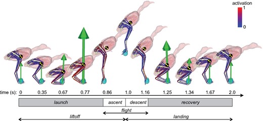 Graphical illustration of resulting kinematics, forces and muscle activations during the nominal jump simulation. Also shown is the location of the whole-body COM (yellow and black disc), and the different phases of the jump are indicated.