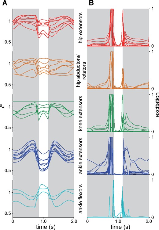 Time histories of normalized fiber lengths (A) and excitations (B) for each MTU in the nominal simulation parsed by major functional group. The femorotibialis lateralis as modeled does not undergo any appreciable length change across the knee’s range of motion (Bishop et al. 2021).