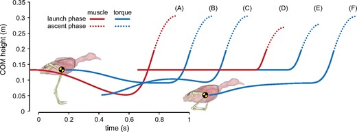 Exploration of the use of a countermovement on the trajectory of the whole-body COM (yellow and black disc). (A) Nominal muscle-driven simulation. (B) Nominal torque-driven simulation. (C) Torque-driven simulation starting from a crouched pose. (D) Muscle-driven simulation, constrained so that the COM height monotonically increases over the liftoff phase. (E) Torque-driven simulation, constrained so that the COM height monotonically increases over the liftoff phase. (F) Torque-driven simulation, starting from a crouched pose and constrained so that the COM height monotonically increases over the liftoff phase.
