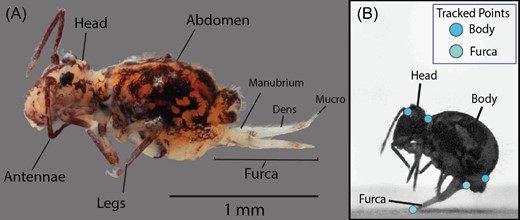 この小さな裏庭の虫は地上最速のバク転をする(This Tiny Backyard Bug Does the Fastest Backflips on Earth) この小さな裏庭の虫は地上最速のバク転をする(This Tiny Backyard Bug Does the Fastest Backflips on Earth)