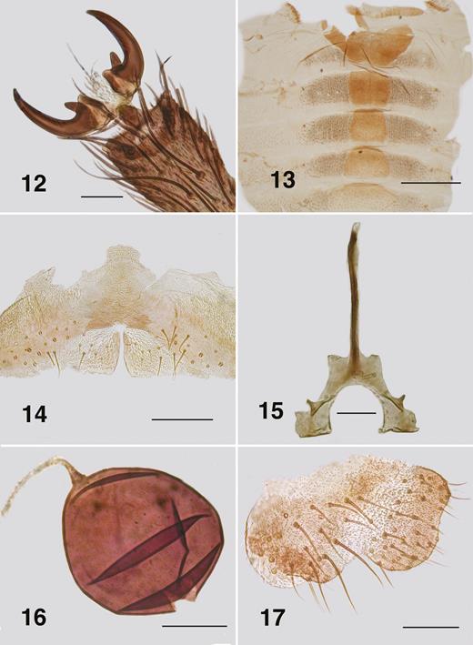 Ectemnoides umbratorum female. (12) Tarsal claws (Narbethong). Scale bar = 0.02 mm. (13) Abdominal tergites ((Narbethong). Scale bar = 0.5 mm. (14) Hypogynial valves, paratype (Mt. Dandenong). Scale bar = 0.1 mm. (15) Genital fork, paratype (Mt. Dandenong). Scale bar = 0.05 mm. (16) Spermatheca, paratype (Mt. Dandenong). Scale bar = 0.05 mm. (17) Cercus and anal lobe, paratype (Mt. Dandenong). Scale bar = 0.05 mm.
