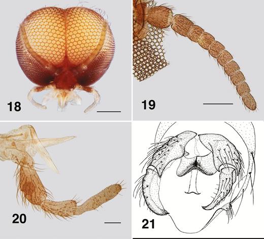 Ectemnoides umbratorum pharate male (Acheron). (18) Frontal view of the head. Scale bar = 0.2 mm. (19) Antenna. Scale bar = 0.1 mm. (20) Maxillary palp, lacinia, mandible. Scale bar = 0.05 mm. (21) Genitalia, oblique ventral view. Original by H. Zwick, used with permission.