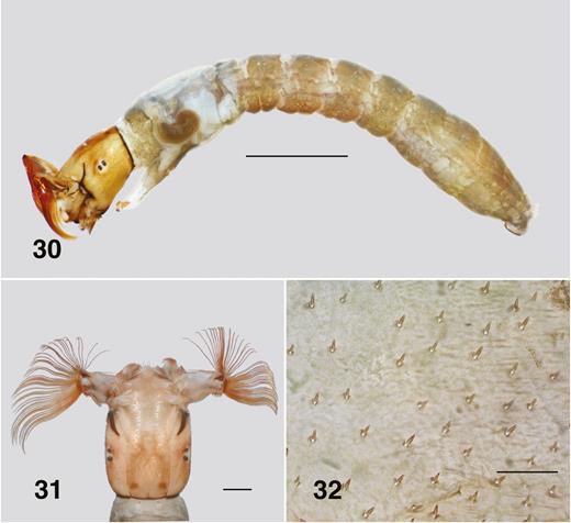 Ectemnoides umbratorum last instar larva (30) Habitus (Grampians). Scale bar = 1.0 mm. (31) Dorsal view of head (Grampians). Scale bar = 0.2 mm. (32) Cephalic setae. Scale bar = 0.05 mm.
