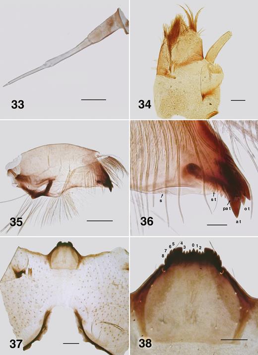 Ectemnoides umbratorum last instar larva (Grampians). (33) Antenna. Scale bar = 0.05 mm. (34) Maxilla. Scale bar = 0.05 mm. (35) Mandible. Scale bar = 0.1 mm. (36) Mandible apex. Abbreviations: a t – apical tooth; o t – outer teeth; sub t – subapical teeth; s – serrations and sensillum; s t – spinous teeth. Scale bar = 0.02 mm. (37) Postgenal cleft. Scale bar = 0.1 mm. (38) Hypostoma. Numbers indicate teeth. Scale bar = 0.05 mm.