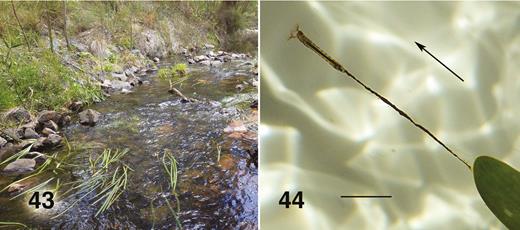 Ectemnoides umbratorum habitation and habitus. (43) Typical habitat. Wannon River, Grampians. November 2014. Note the Water Ribbons, Cycnogeton procerum. (44) Penultimate larval instar trailing on thread. Wannon River, Grampians. November 2014. Arrow indicates the direction of flow. See Supp Material for brief video.