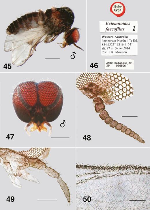 Ectemnoides faecofilus male adult. (45) Holotype male (teneral). Habitus. Scale bar = 0.5 mm. (46) Holotype labels. (47) Frontal view of pharate paratype male head (Northridge Creek). Scale bar = 0.25 mm. (48) Antenna. Paratype. Scale bar = 0.1 mm. (49) Maxilla, palp, mandible, lacinia. Scale bar = 0.1 mm. (50) Anterior wing veins (pharate) of paratype. Scale bar = 0.1 mm.