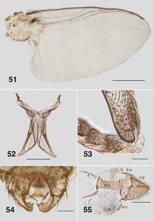 Ectemnoides faecofilus male adult. (51) Wing. Paratype. Pharate. Scale bar = 0.5 mm. (52) Metathoracic furcasternum. Scale bar = 0.1 mm (53) Hind basitarsus and tarsomere II. Partially encased in pupal exuviae. Scale bar = 0.05 mm. (54) Ventral view of genitalia. Scale bar = 0.05 mm. (55) Slide mount of genitalia. b a – basal arm; m s – median sclerite; p – paramere; p c – paramere connector; s – spines; v p – ventral plate. The ventral plate is flipped 90 degrees to the right. Scale bar = 0.05 mm.