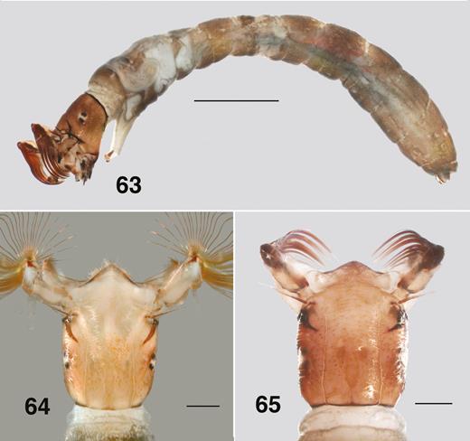 Ectemnoides faecofilus larva. (63) Habitus early last instar. (Carey Brook). Scale bar = 1.0 mm. (64) Dorsal view of head (Rosa Brook). Scale bar = 0.2 mm. (65) Dorsal view of head (Carey Brook). Scale bar = 0.2 mm.