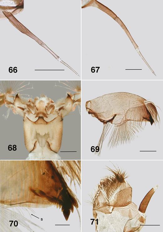 Ectemnoides faecofilus larva. (66) Antenna (Carey Brook). Scale bar = 0.1 mm. (67) Antenna (Rosa Brook). Scale bar = 0.05 mm. (68) Ventral view of head (Rosa Brook). Scale bar = 0.2 mm. (69) Mandible (Rosa Brook). Scale bar = 0.5 mm. (70) Mandible tip (Rosa Brook). s – serrations and sensillum. Scale bar = 0.02 mm. (71) Maxilla (Rosa Brook). Scale bar = 0.5 mm.