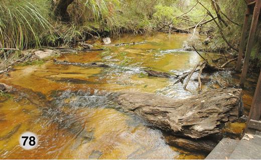 Carey Brook, Snottygobble Loop Camp Ground, WA. 6-VI-2014. Habitat for Ectemnoides faecofilus immatures. Image by D.C.C.