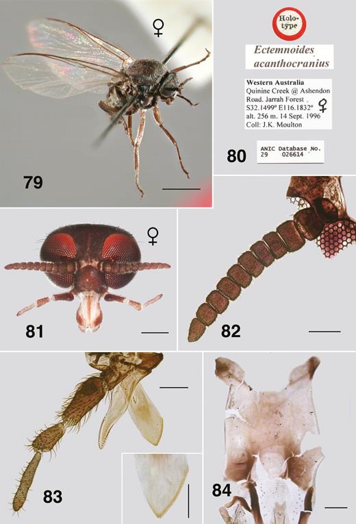 Ectemnoides acanthocranius female. (79) Holotype. Habitus. Scale bar = 1.0 mm. (80) Holotype labels. (81) Frontal view of head. Scale bar = 0.2 mm. (82) Antenna. Scale bar = 0.1 mm. (83) Maxilla, palp, mandible, lacinia. Scale bar = 0.1 mm. Insert: mandible tip. Scale bar = 0.05 mm. (84) Cibarium. Scale bar = 0.05 mm.